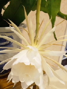 昙花一现