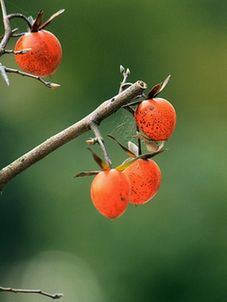 IMG_8291.jpg